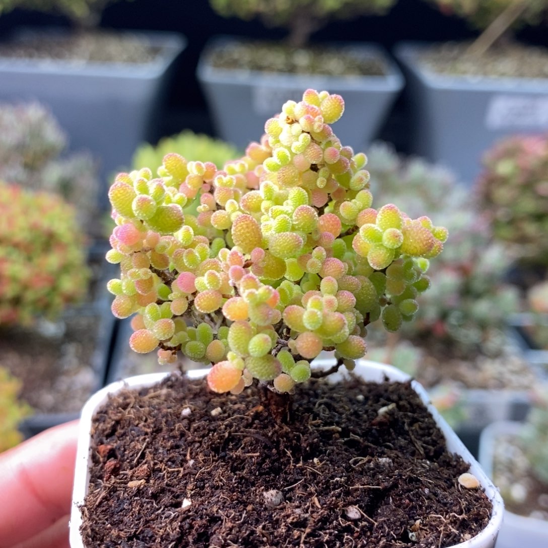 2162蜜橘糖球 。      
