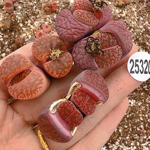 【闪购商品】25320