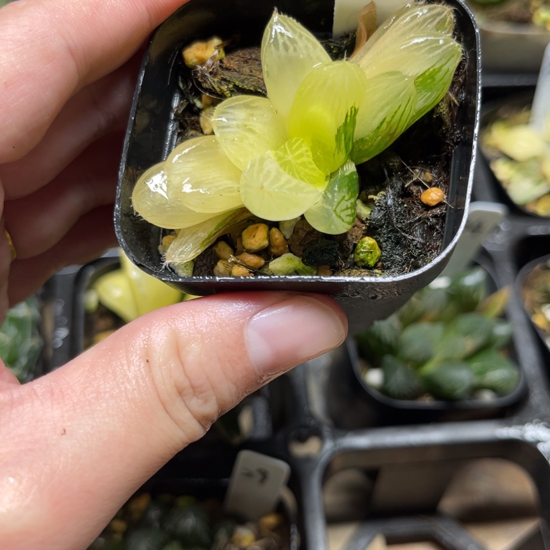 33魔王玉露锦一物一拍