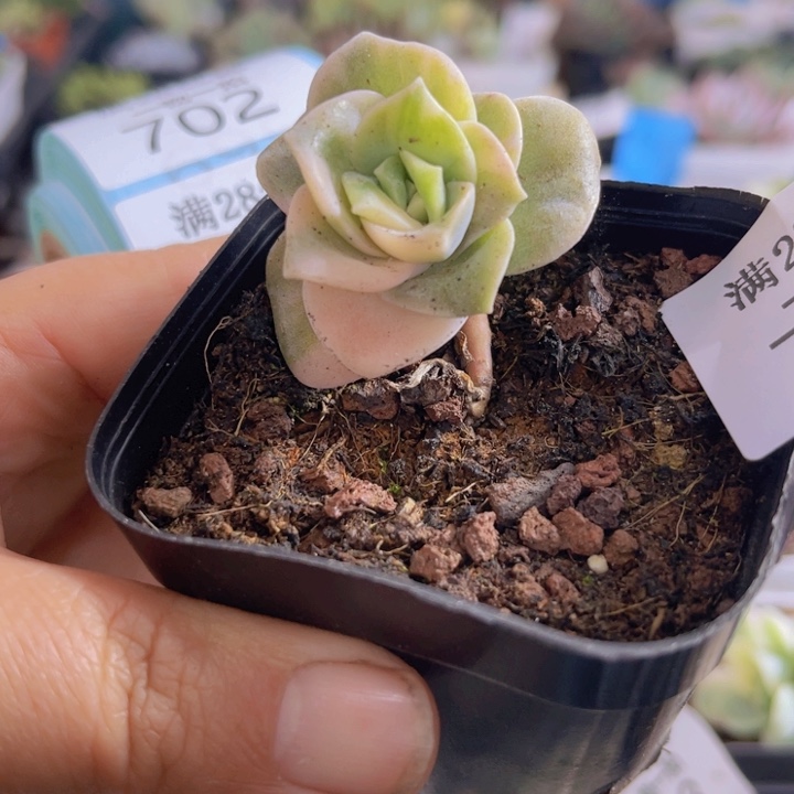 可爱玫瑰锦多肉植物