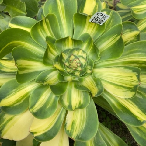 533暴君满25包邮多肉