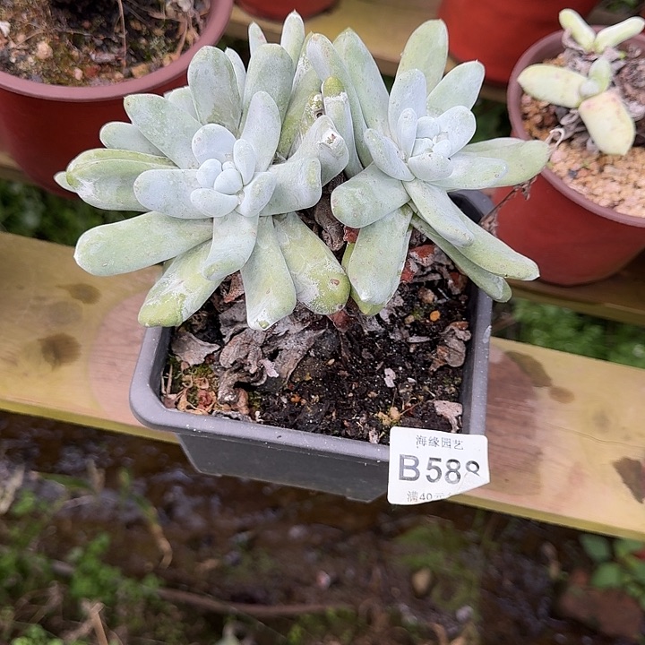 骅*下拇指仙女杯一物一拍