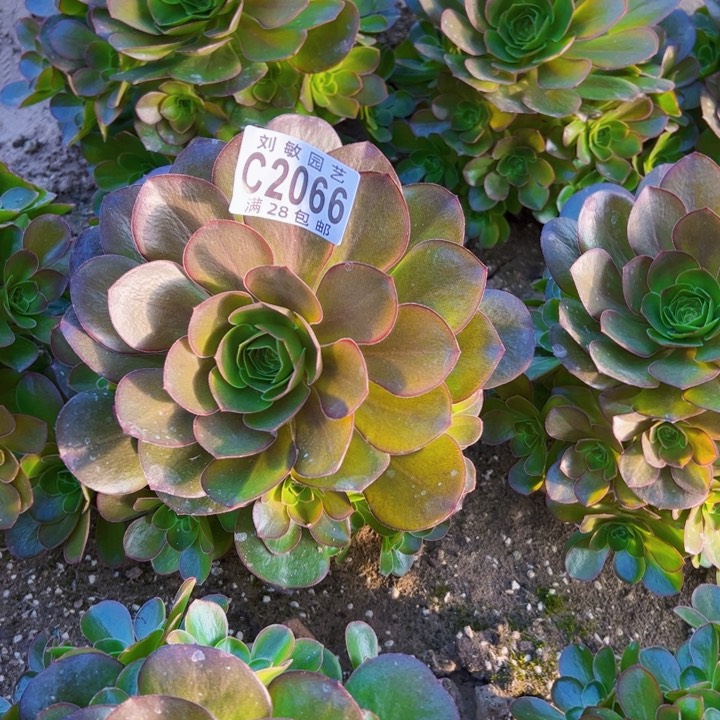 2066多肉植物玫瑰