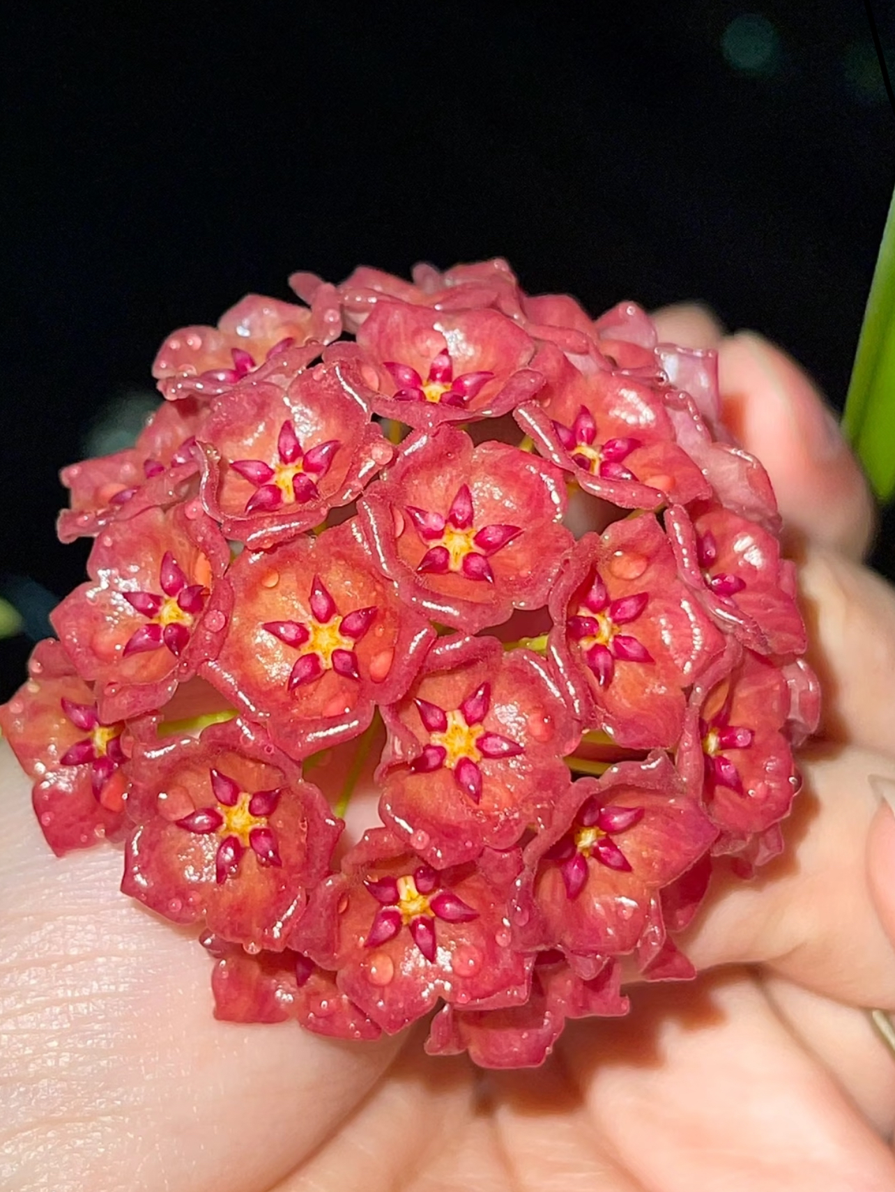 红希瑞球兰室内绿植吊兰ins爬藤植物