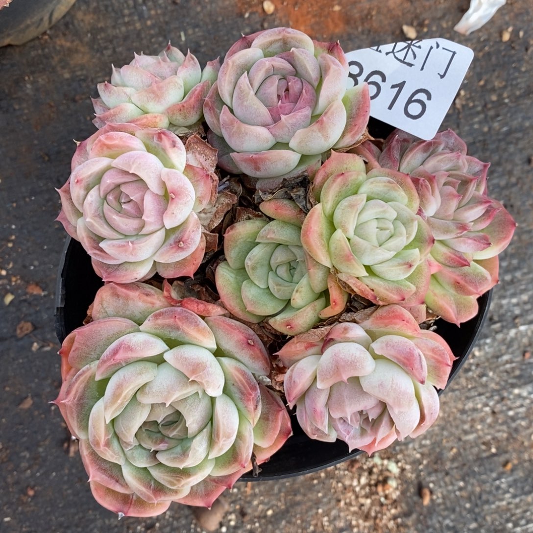 A***光杂交精品多肉8616~12厘米