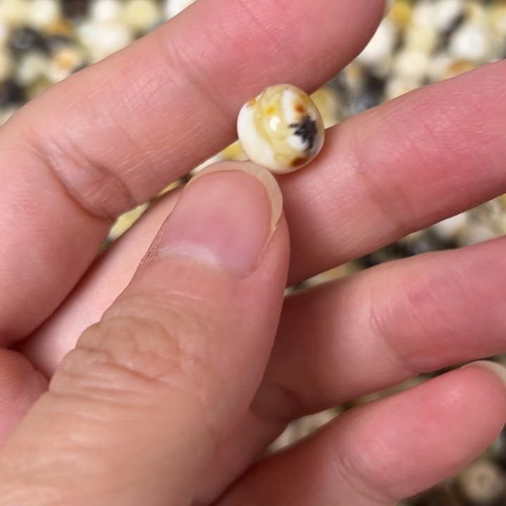 蜜蜡未镶嵌裸石9.6mm一个