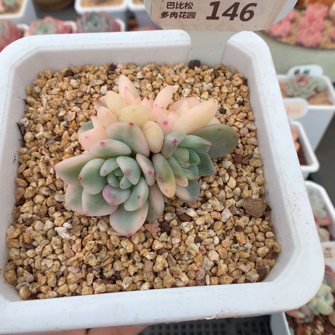 146梦露锦多肉植物