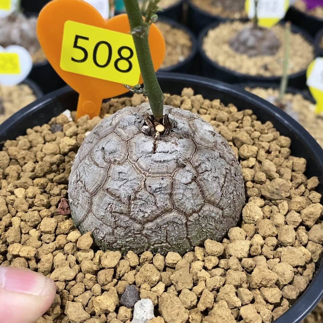 南非龟甲龙龟甲龙