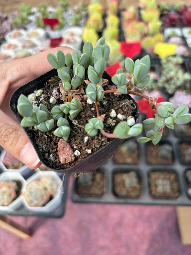 满9.9米包邮碧玉莲多肉植物