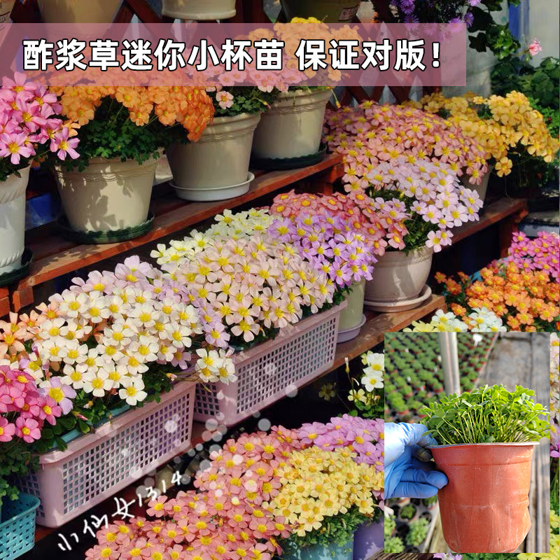 【满2盆包邮】酢浆草12厘米盆不带花包对版