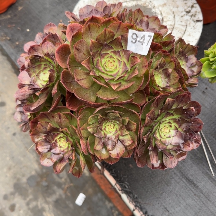 捌***⑩多肉植物黑魔947号