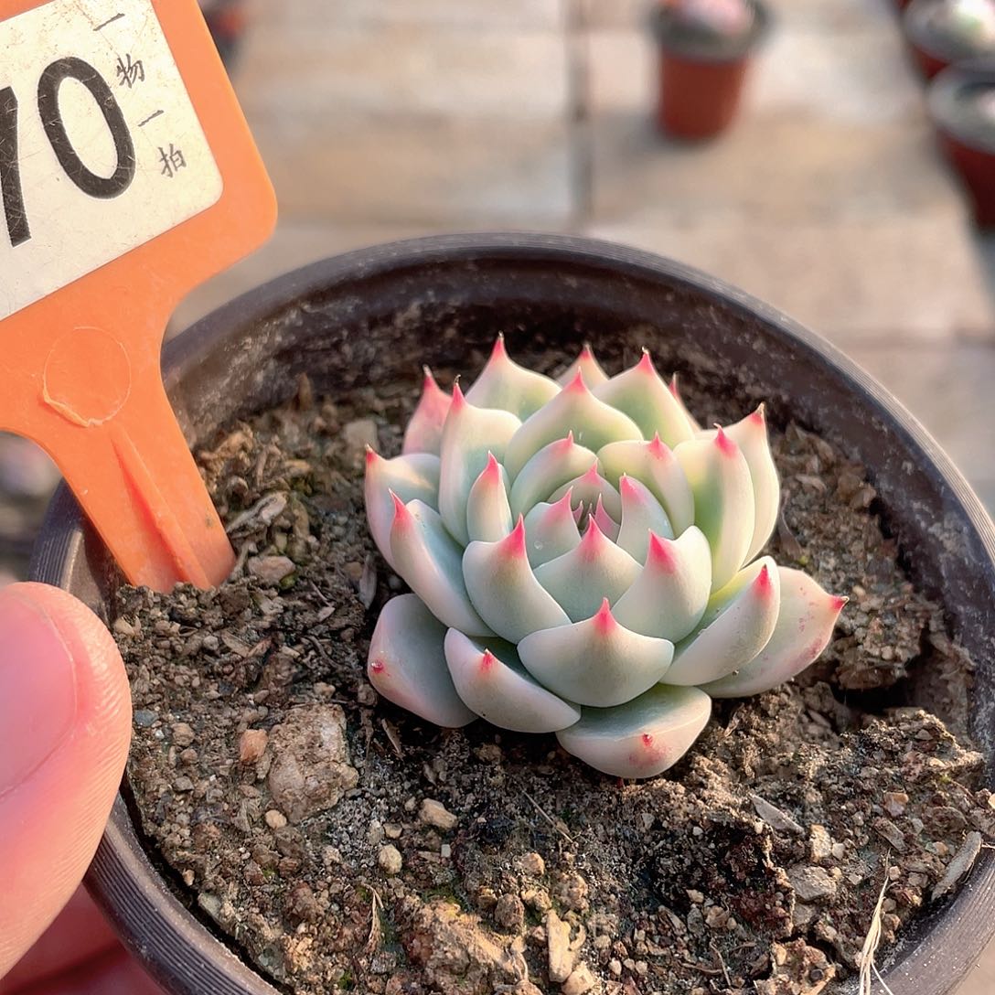 170号多肉植物组合