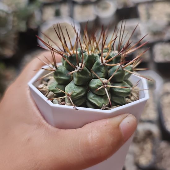 实生仙人球，实生仙人球