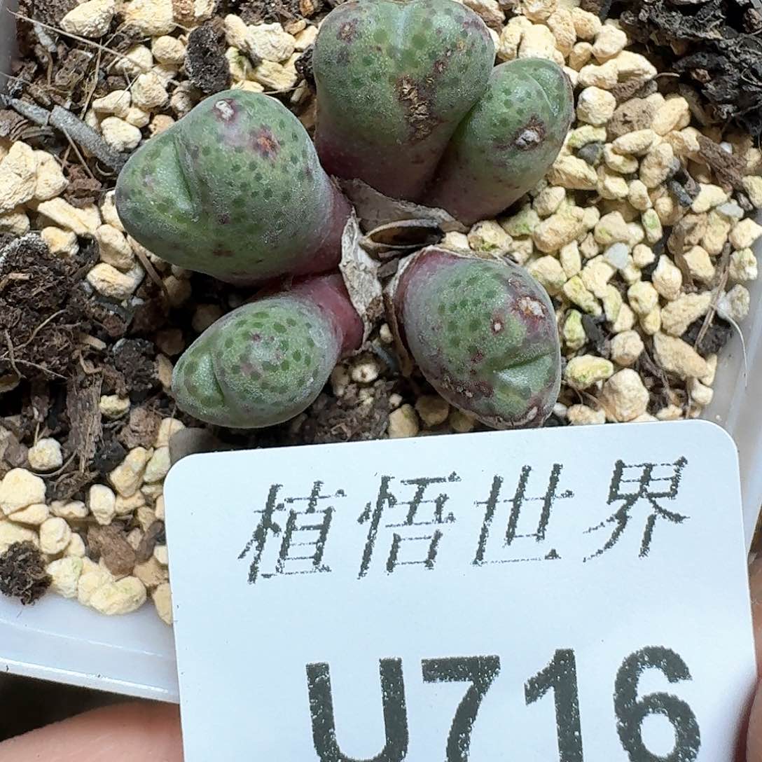 716盒多肉植物哇f g g