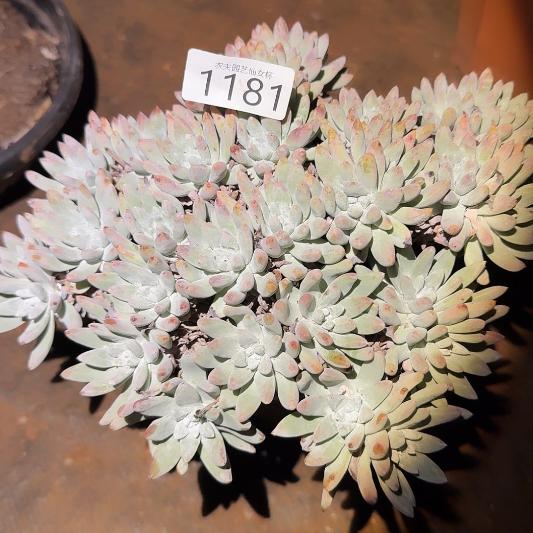 白姆仙女杯多肉处理