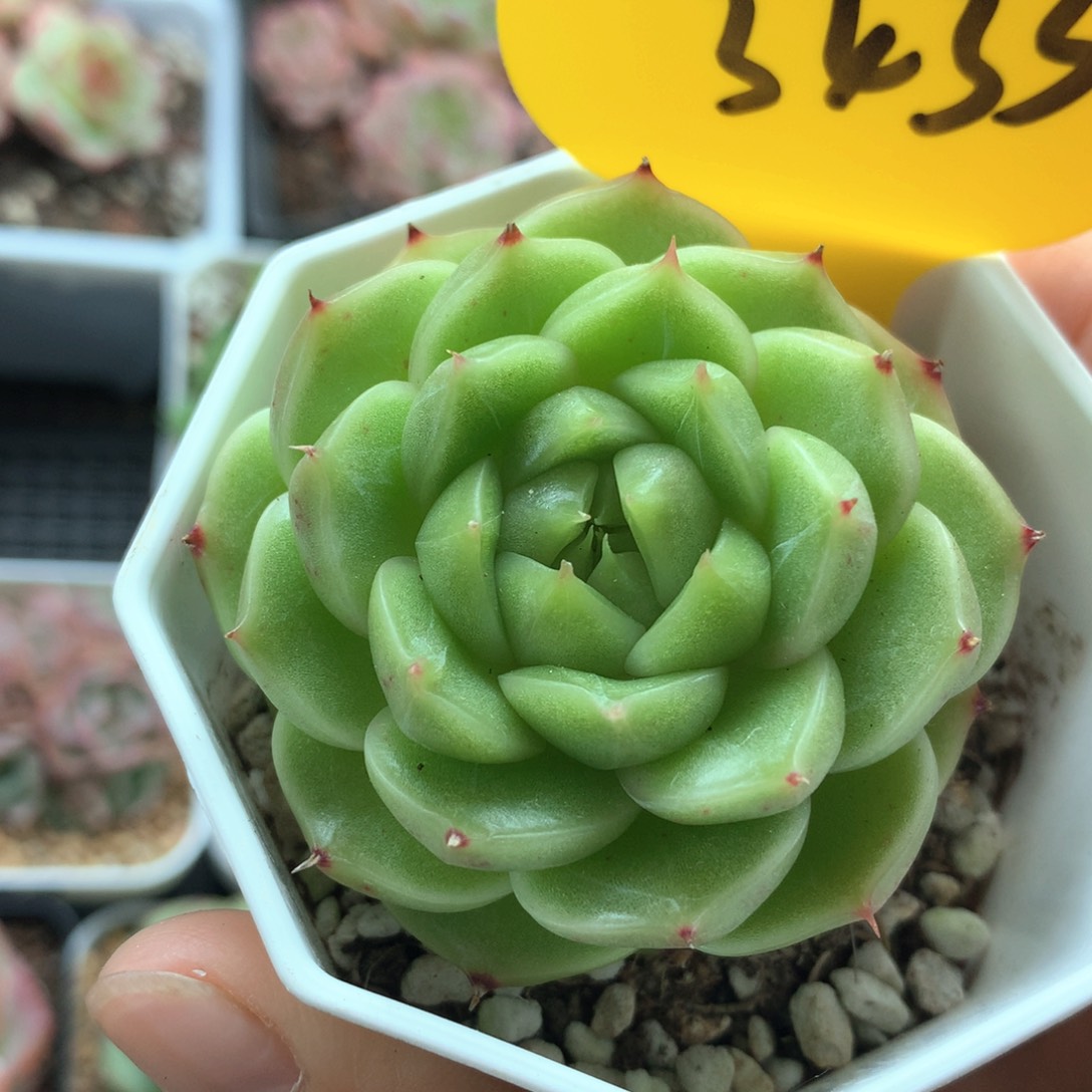 流光珍妮麦秆单头3433