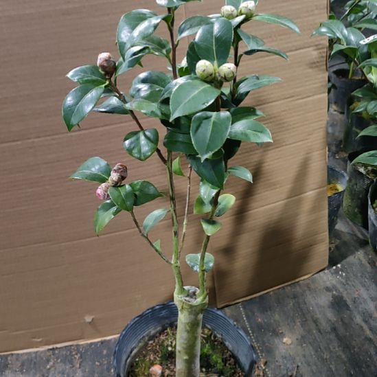 853斑水屋，不知名，原盆原土发货