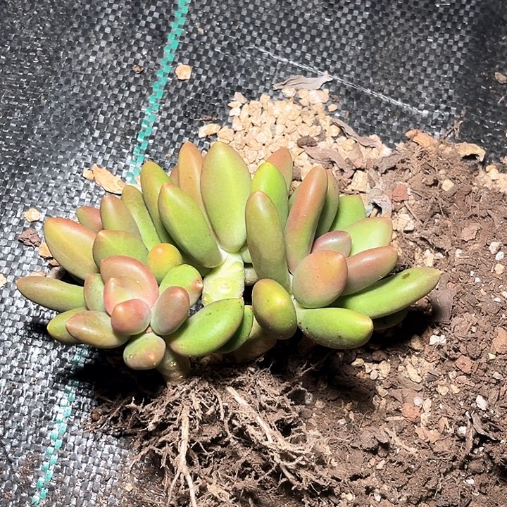 芒果奶13号码牌子的话题