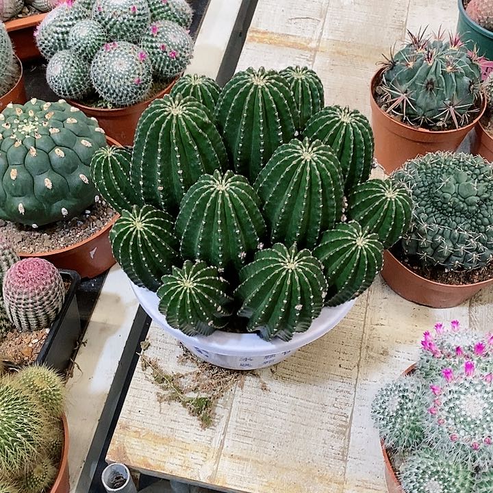 【闪购商品】群生黑金刚