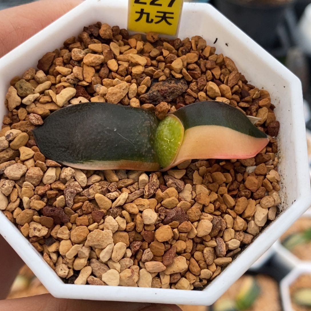 227号珍珠卧牛锦多肉