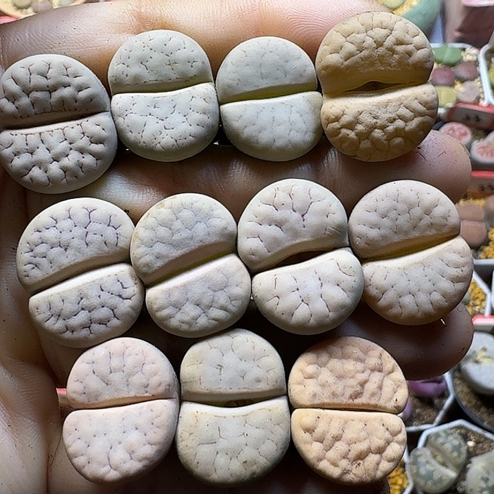 生石花11112。 无售后裸根。  258