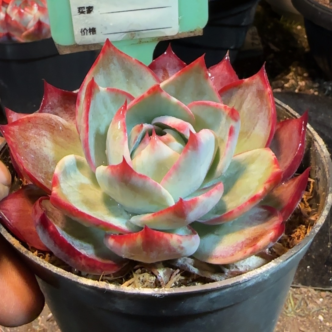 三角拉丝惊鸿一物一拍包装收缩花旱884