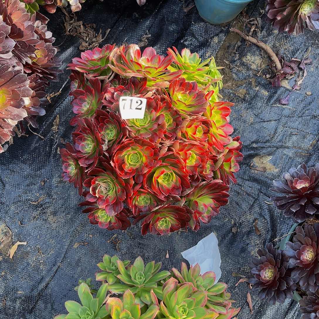 安娜法师多肉1-32