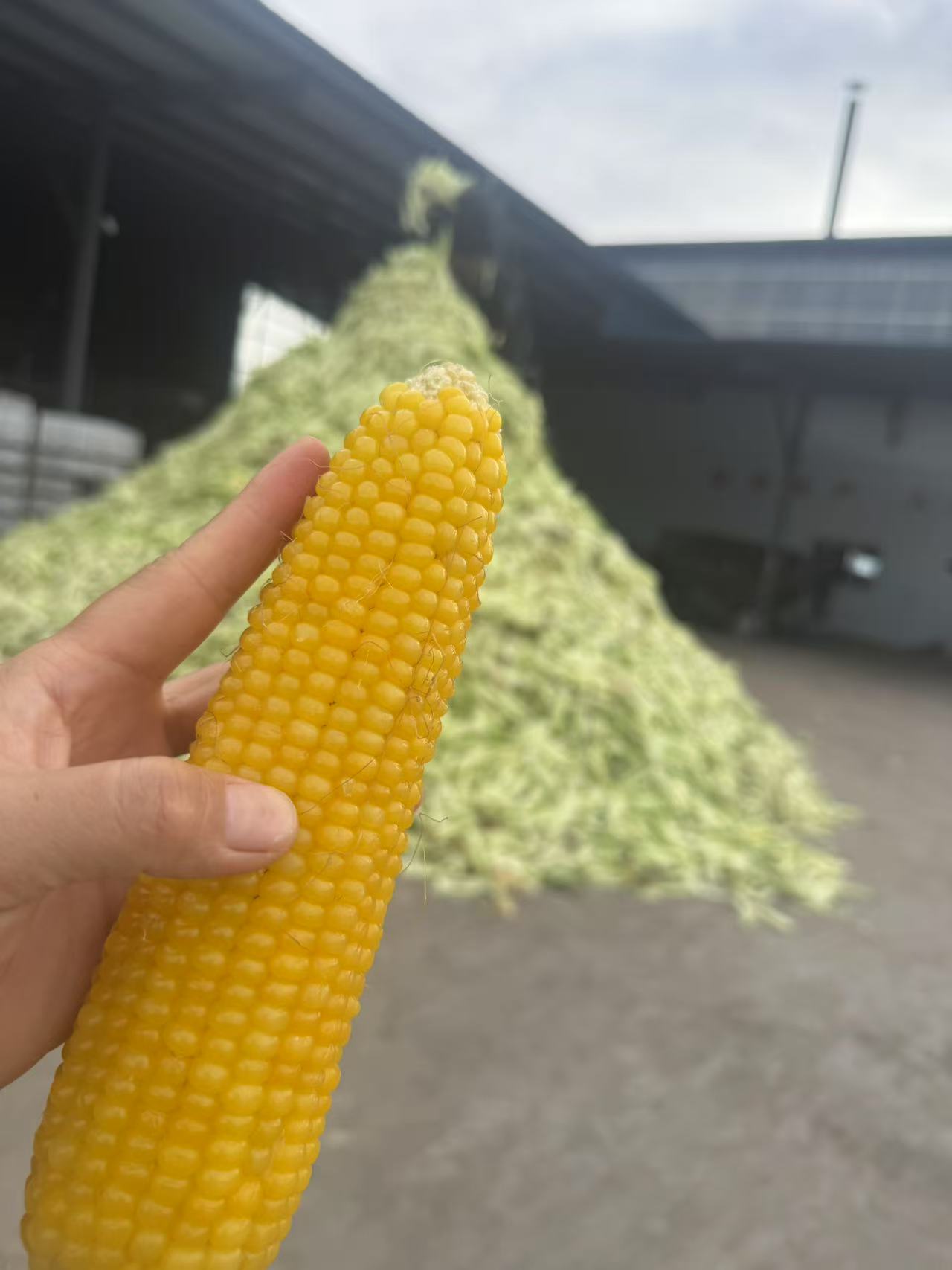 黑龙江黄糯玉米9穗一单包邮个头大香甜软糯铝箔真空包装