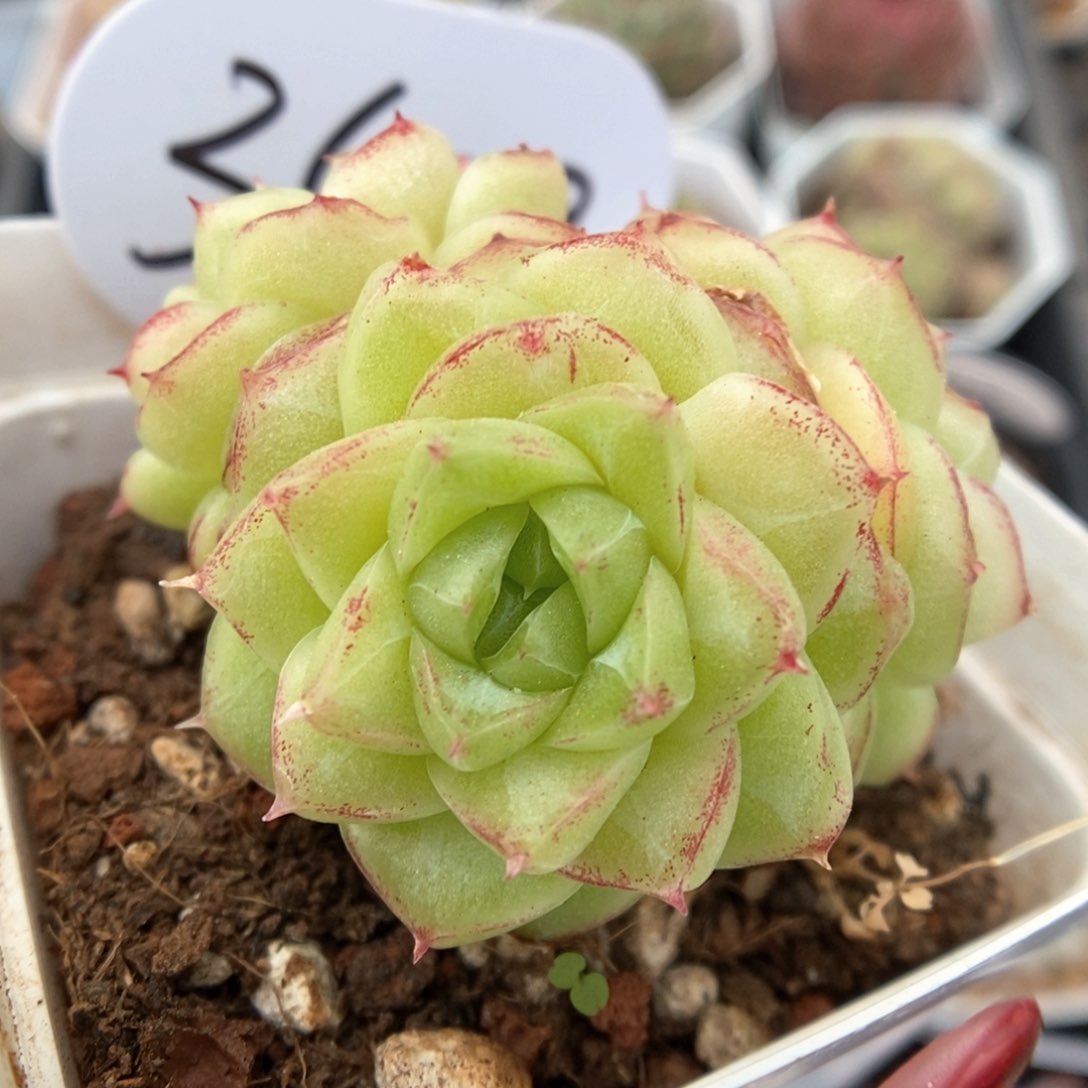 画扇群生348号。      