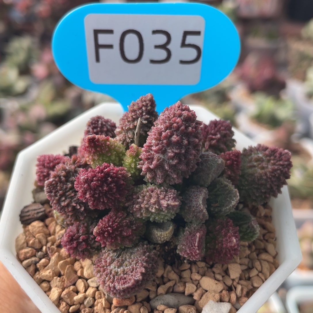        朱紫玉。 F035。      