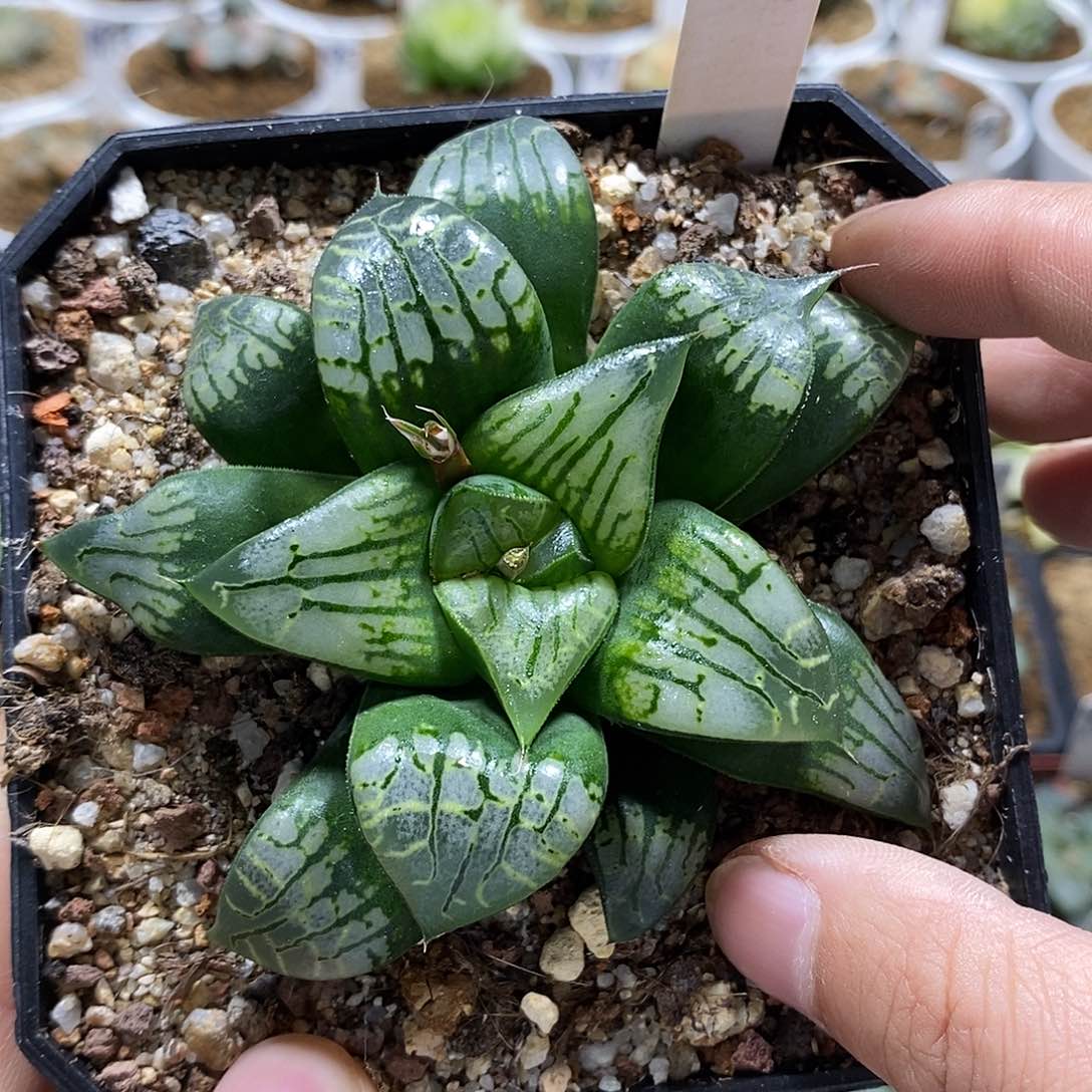 147画皮哈哈哈哈哈