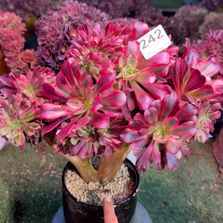 美杜莎法师锦自然朵朵缀化有伤242