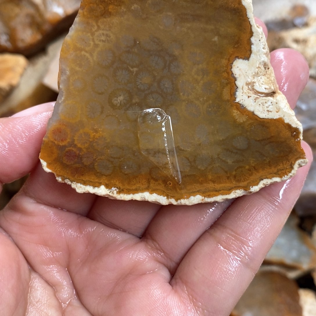 【闪购商品】硅化玉颈饰未镶嵌
