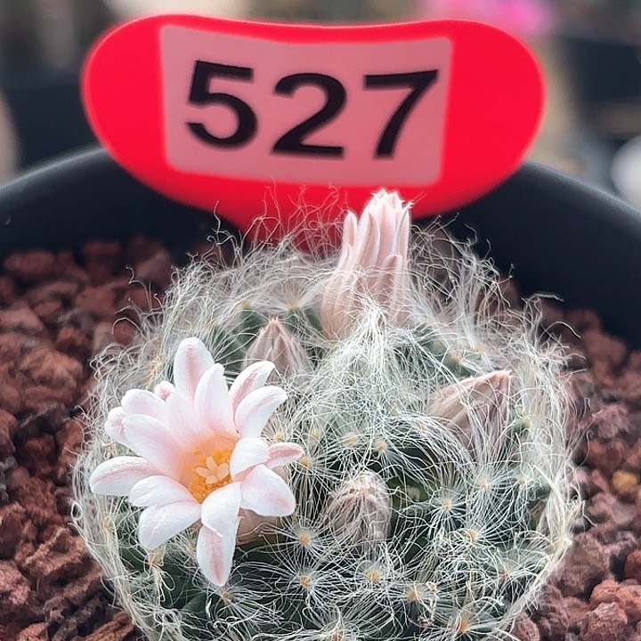 仙人球 实生翠星