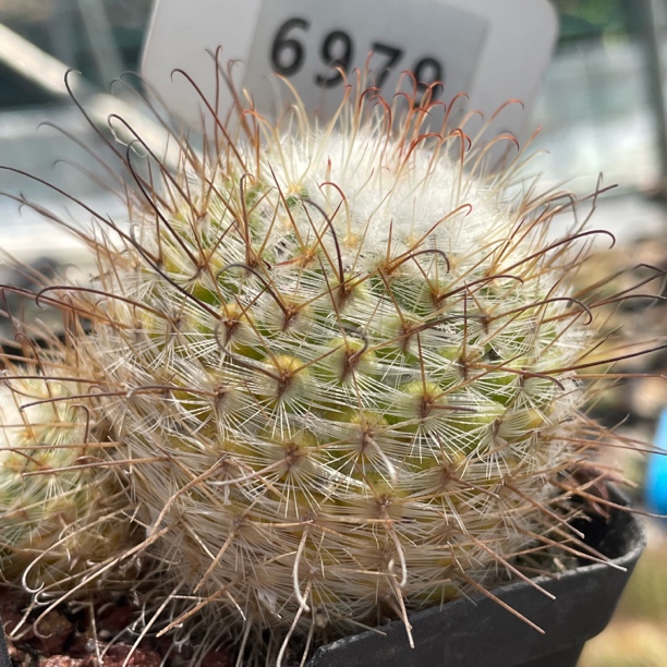 6979丰明丸带侧芽