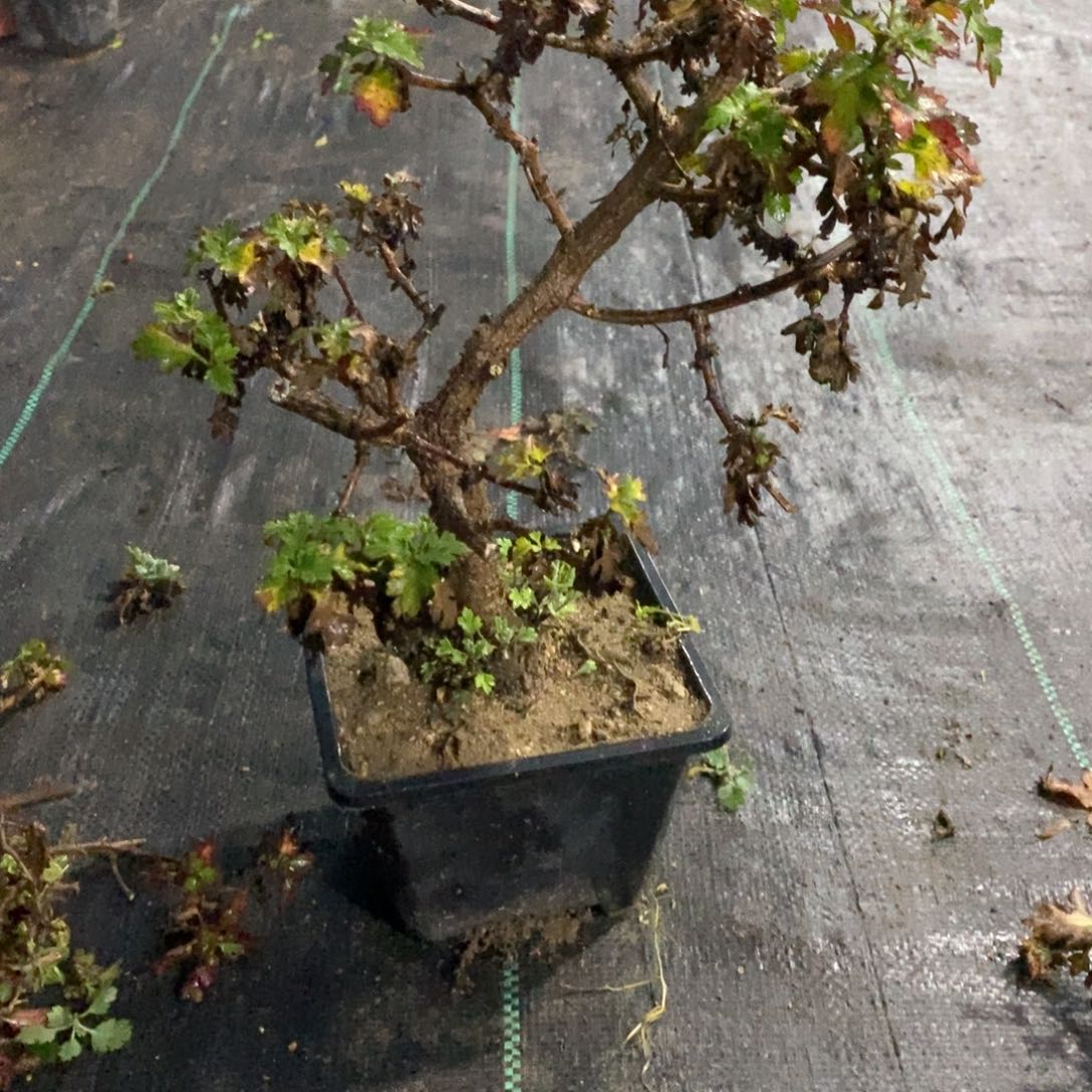 流***蛋无花朵盆景不售后30