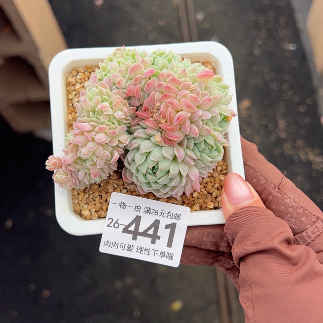 羊脂球缀化多肉单头多肉