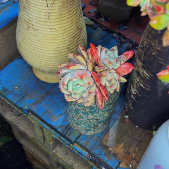 木***族老桩精品肉肉香槟