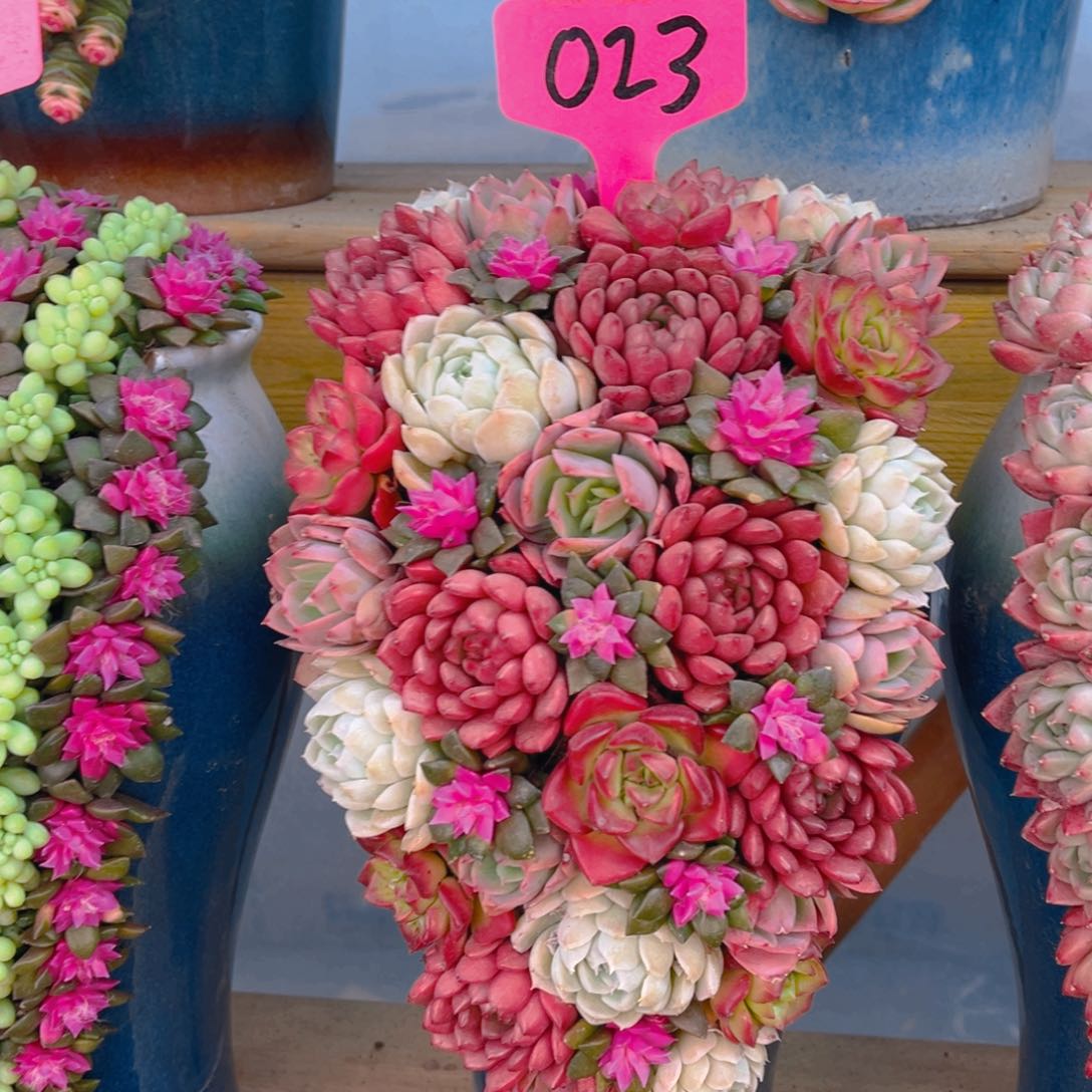 这个是真的好看的023