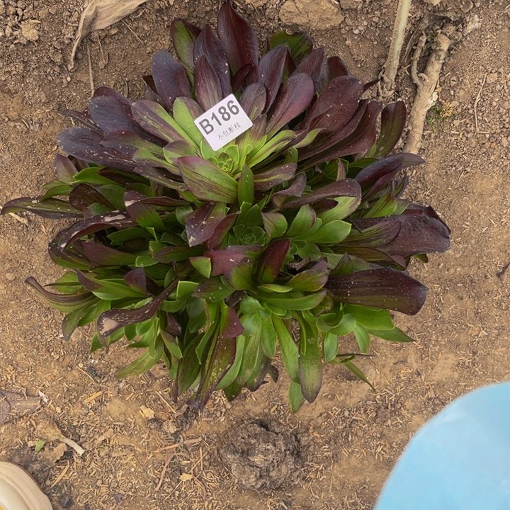 186欧若拉量多肉法师不包断枝