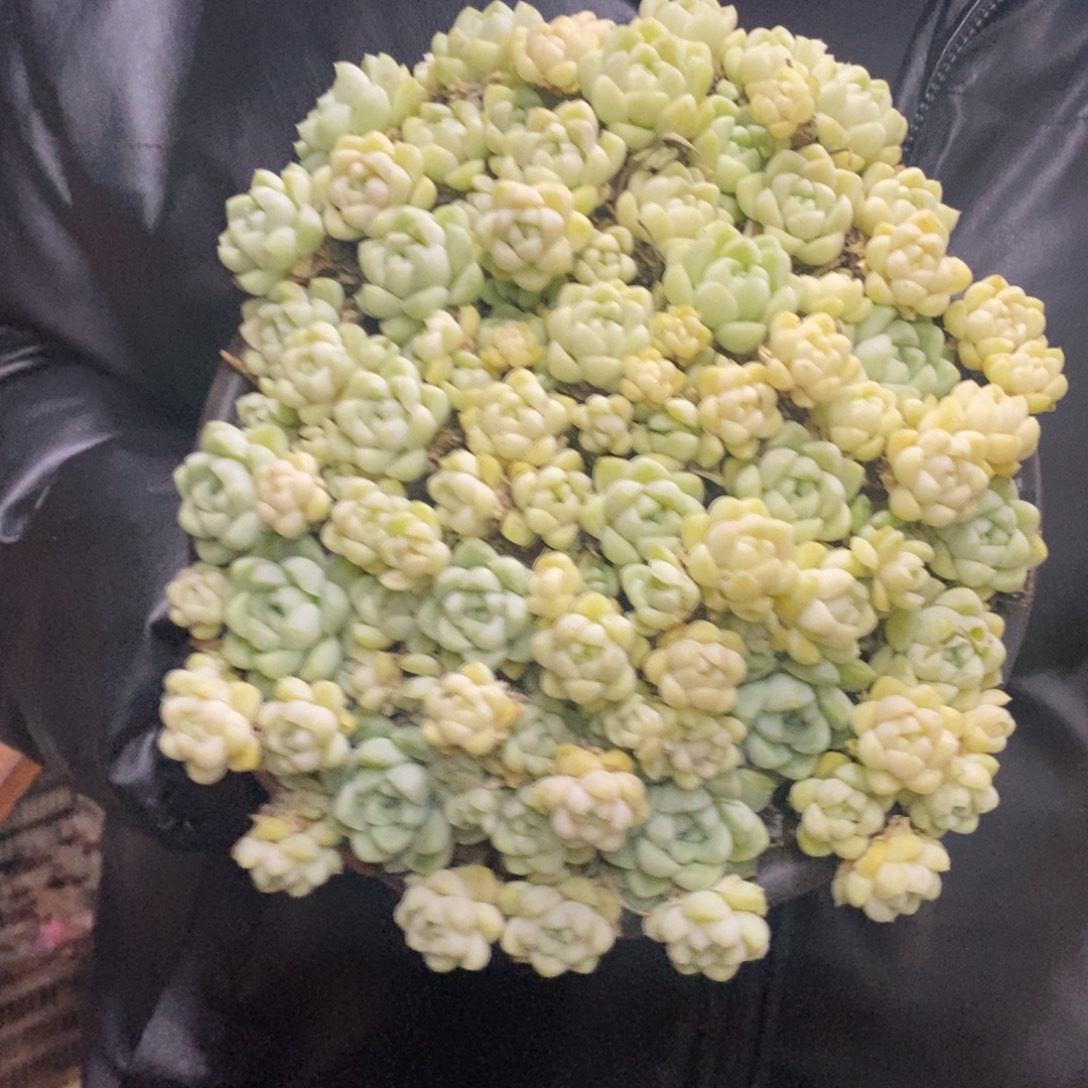 厚叶月影大盆整桩带盆土