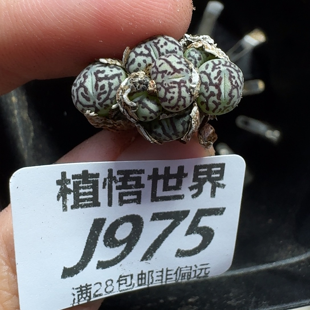 多肉植物的人生gbn