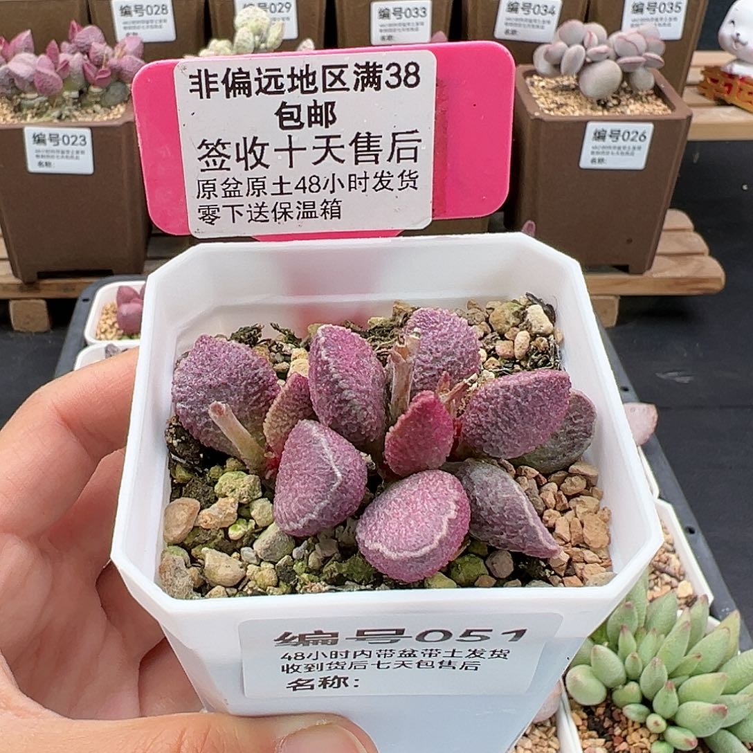 051哈默猪肝多肉