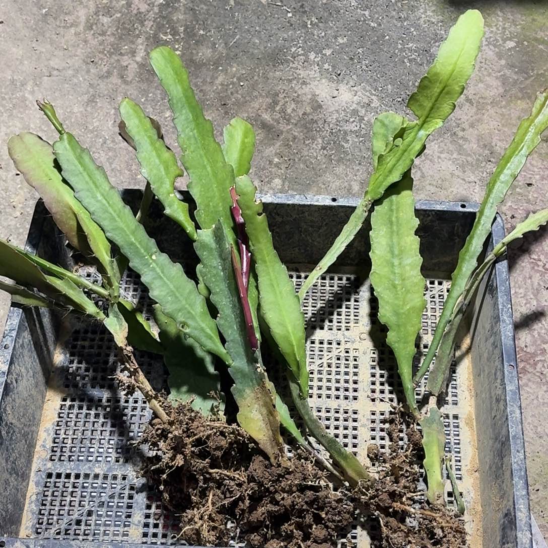 管***文令箭荷花哈哈哈哈哈哈