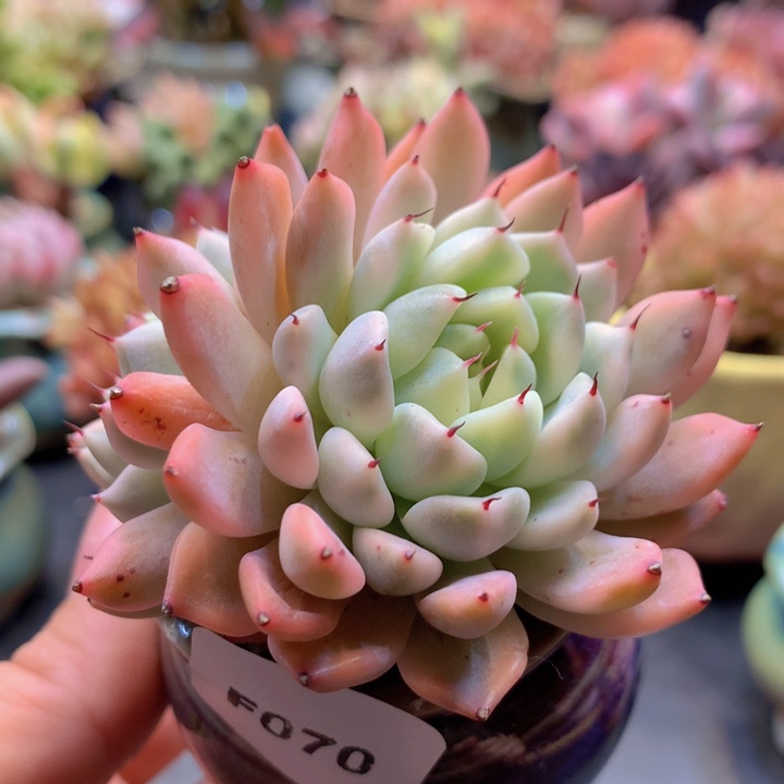 一物一拍含盆土满38包邮F70