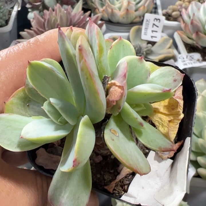 碧桃锦多肉植物老桩量拍