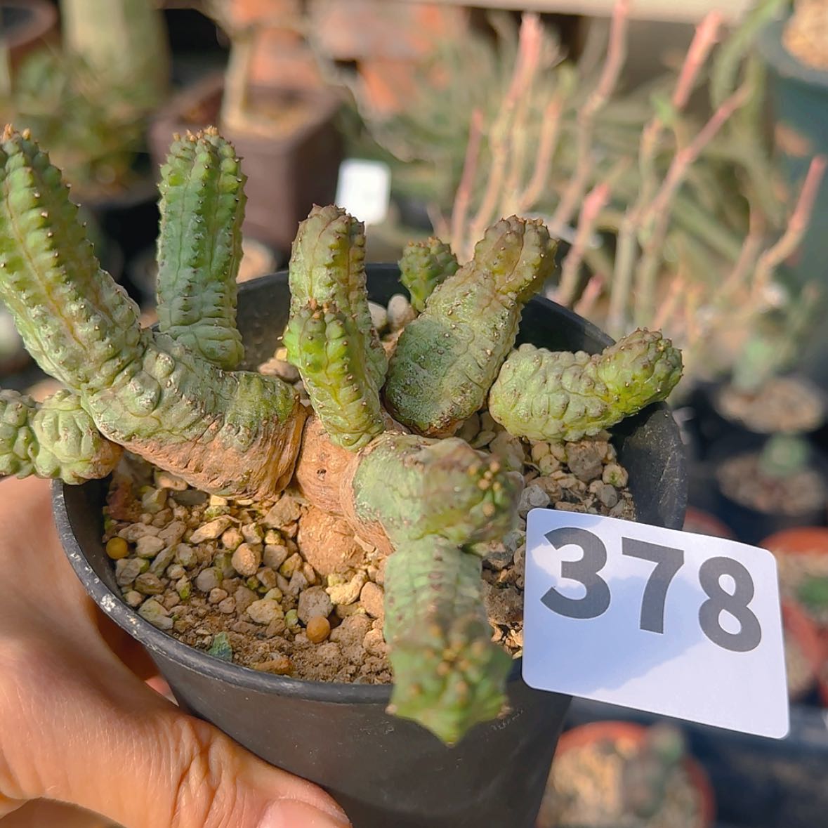 【闪购商品】F****）块根植物
