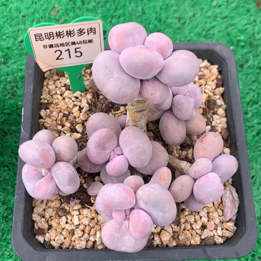 翩*-原始奶酪老桩无砍215