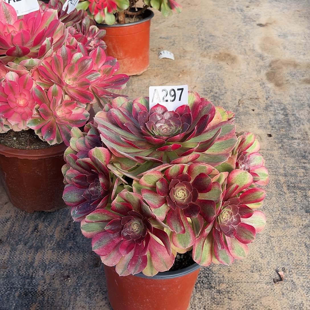 多肉植物雨荷297多肉