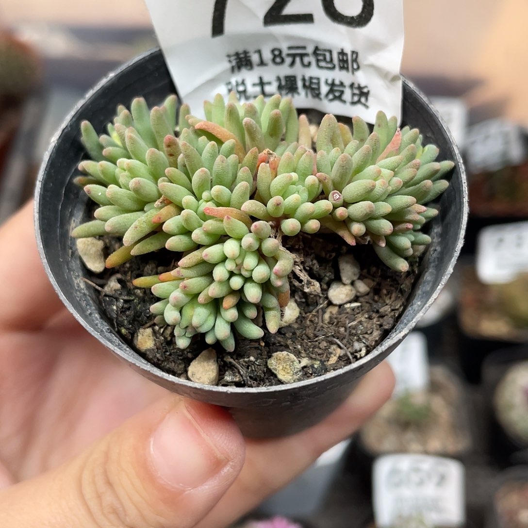 728小号晶珊瑚（满18元包邮）